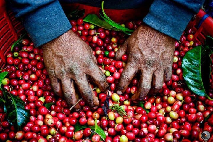 Fairview Coffee Farm & Factory Tour from Nairobi — Farm-to-Cup Experience photo 4