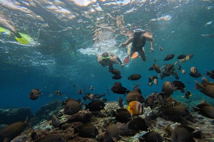 Nusa Penida Snorkeling: Manta Point, Gamat Bay & Wall Bay Day Trip from Bali photo 6