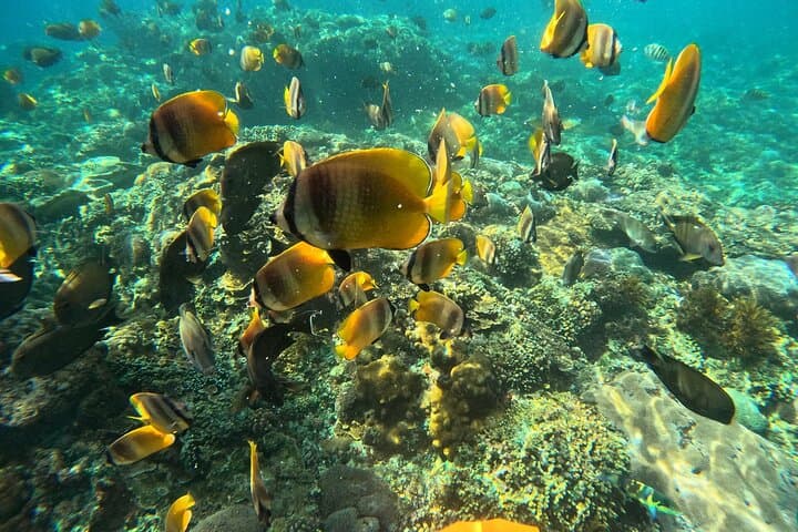Nusa Penida Snorkeling: Manta Point, Gamat Bay & Wall Bay Day Trip from Bali photo 5