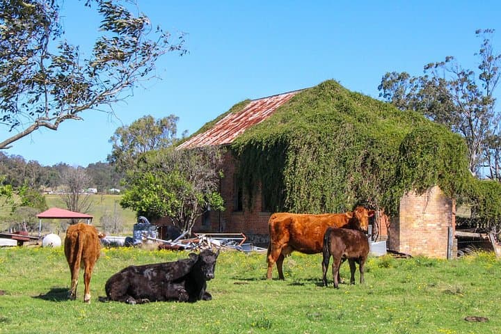 Newcastle Countryside Day Tour: Morpeth, Dungog & Allyn River Farm BBQ photo 2