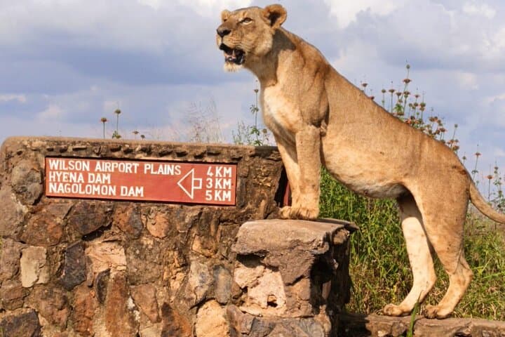 Nairobi National Park Game Drive: Wildlife Safari with City Skyline Views photo 2