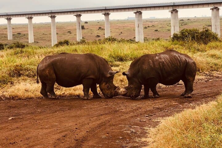 Nairobi National Park Game Drive: Wildlife Safari with City Skyline Views photo 3