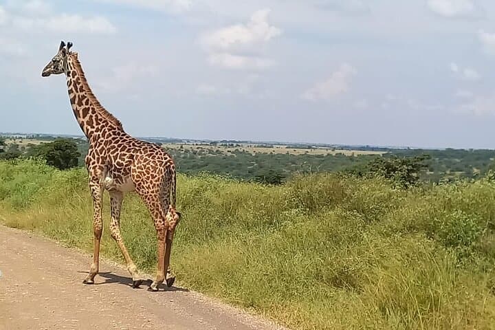 Nairobi National Park Game Drive: Wildlife Safari with City Skyline Views photo 4