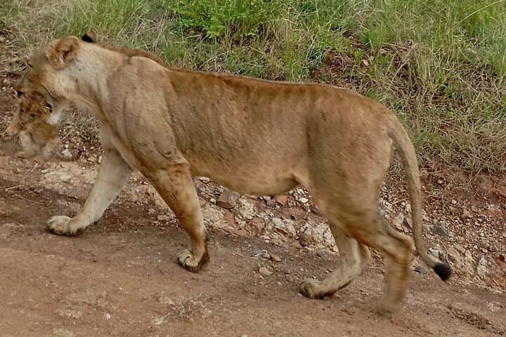 Nairobi National Park Game Drive: Wildlife Safari with City Skyline Views photo 6