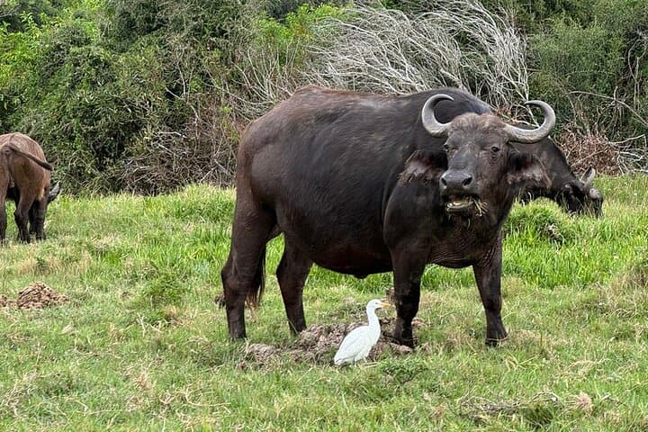 Kragga Kamma Game Park Safari — Guided Wildlife Tour from Port Elizabeth photo 3