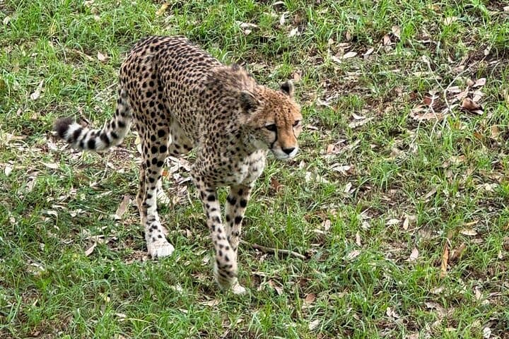 Kragga Kamma Game Park Safari — Guided Wildlife Tour from Port Elizabeth photo 4