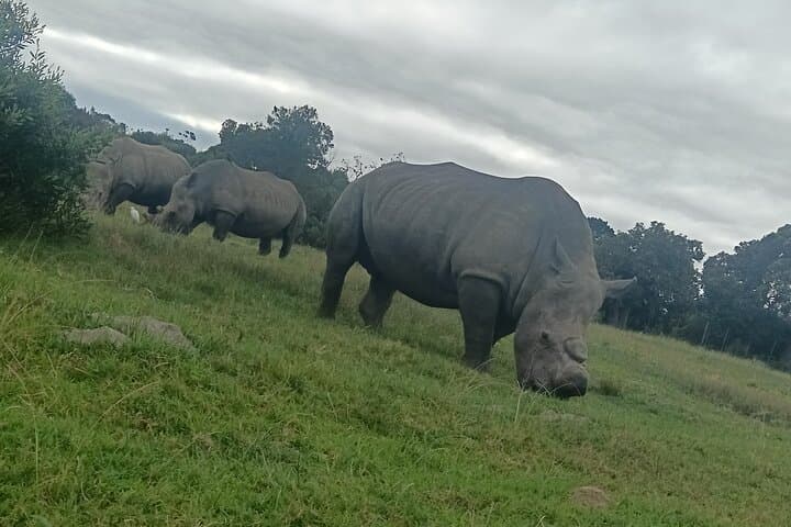 Kragga Kamma Game Park Safari — Guided Wildlife Tour from Port Elizabeth photo 5