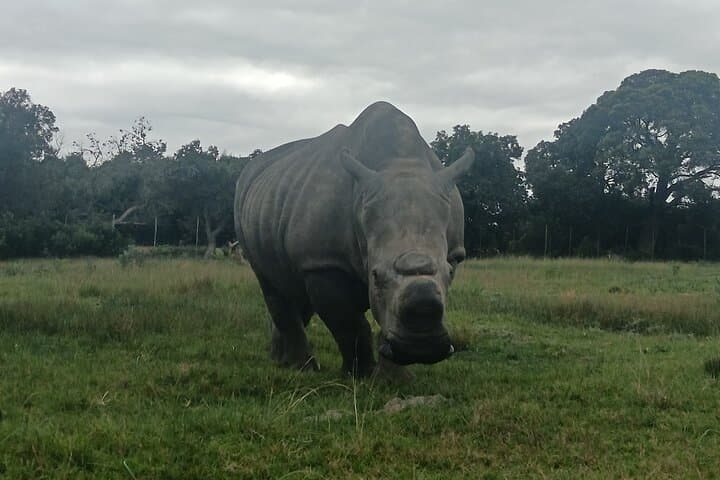 Kragga Kamma Game Park Safari — Guided Wildlife Tour from Port Elizabeth photo 6