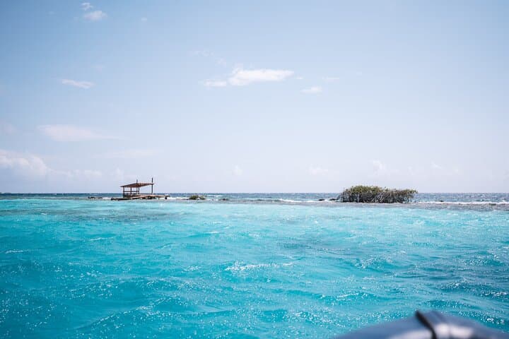 Private Half-Day Snorkel & Mangrove Experience at Mangel Halto, Aruba photo 4