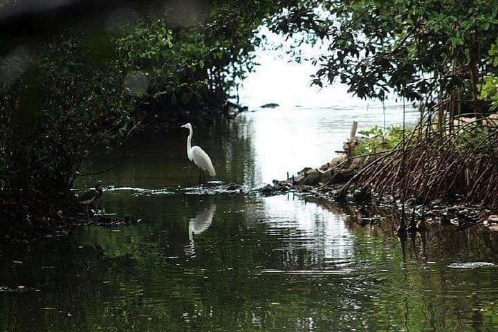 Cienaga de la Virgen Mangrove Birding: Private Canoe Tour from Cartagena photo 2
