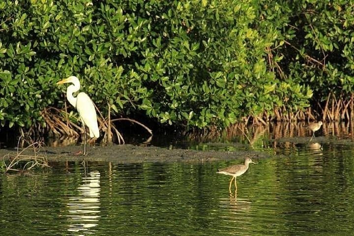 Cienaga de la Virgen Mangrove Birding: Private Canoe Tour from Cartagena photo 4