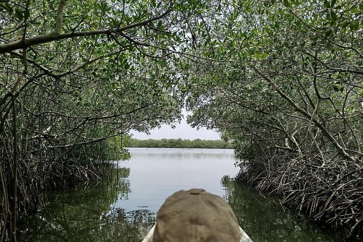 Canoe Through Cartagena's Mangrove Tunnels: La Boquilla Eco Tour photo 1