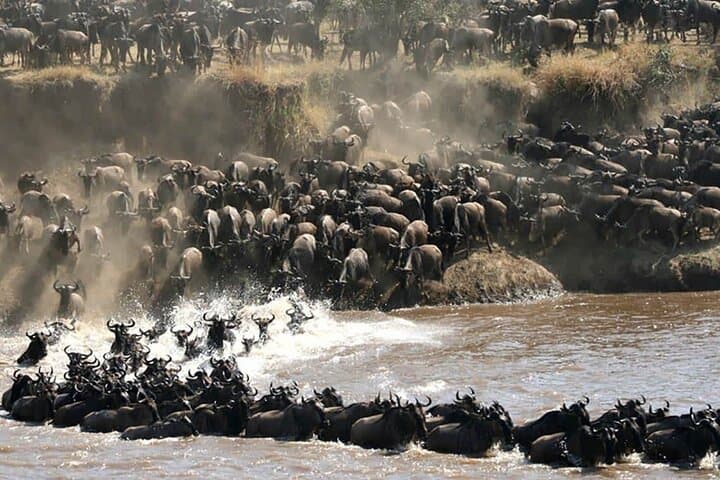 5-Day Migration Safari: From Tarangire Baobabs to the Mara River Crossings photo 5