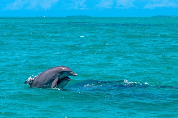 Champagne Dolphin Sail & Key West Reef Snorkel — Small-Group Catamaran Excursion photo 6