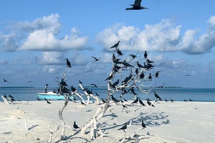 Male Atoll Sandbank & Snorkel: Affordable Maldives Day Trip photo 2