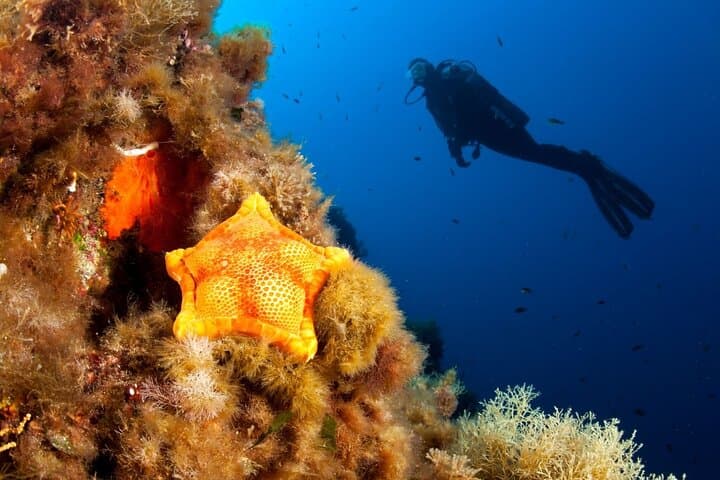 Dubrovnik One-Tank Dive: Southern Adriatic Caves, Reefs & Wrecks photo 2