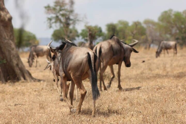 Two-Day Mikumi Safari by Train: Train Ride, Camp Safari & Maasai Village Visit