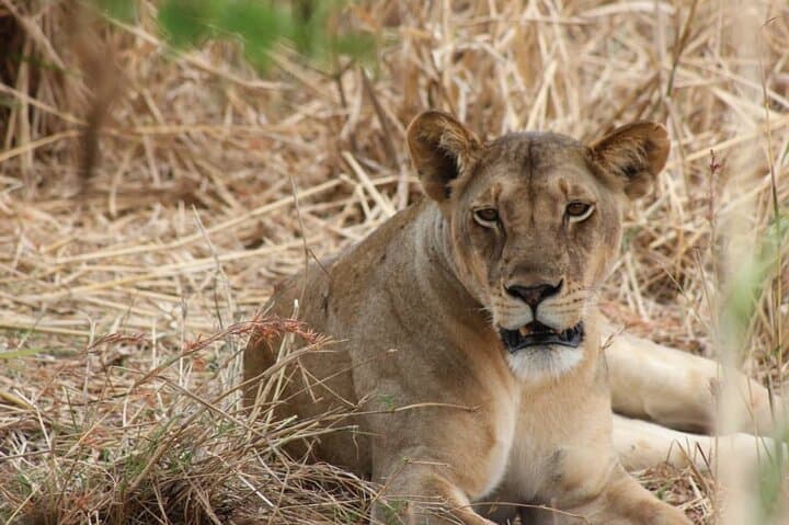 Two-Day Mikumi Safari by Train: Train Ride, Camp Safari & Maasai Village Visit photo 2