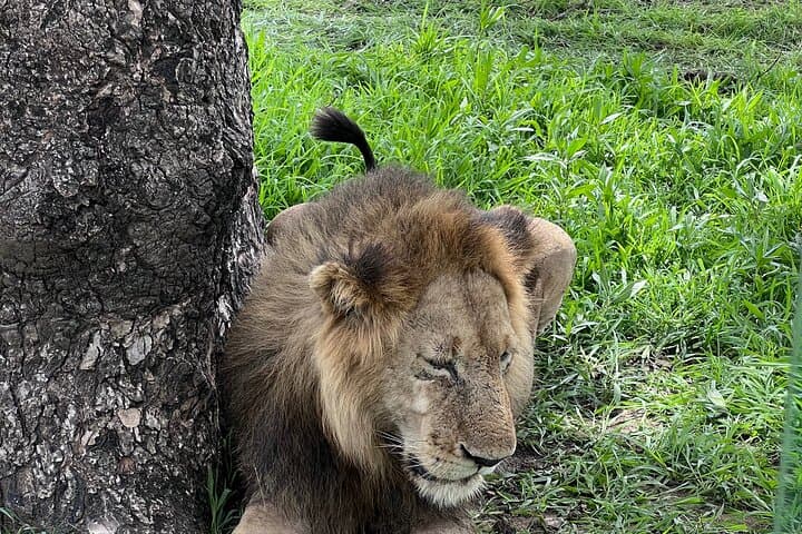 Two-Day Mikumi Safari by Train: Train Ride, Camp Safari & Maasai Village Visit photo 3