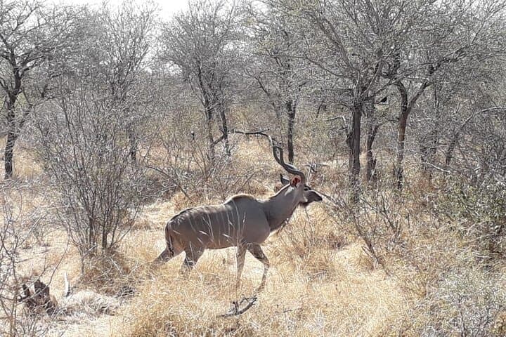 Full-Day Mkhaya Rhino Safari & Manzini Market Experience photo 2