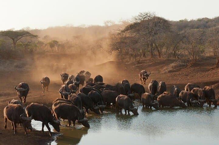 2-Day Kruger Big 5 Overland Safari from Johannesburg — Olifants West Reserve