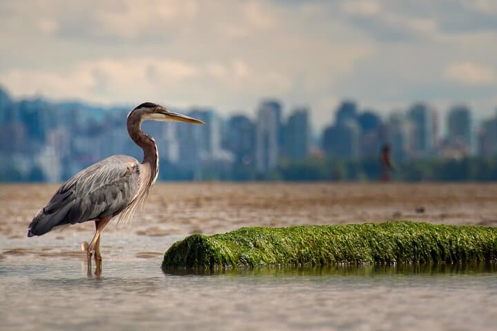Stanley Park Self-Guided Bike Tour: Ride the Seawall & Totem Poles photo 6
