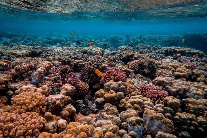 Tahiti Snorkeling Immersion: Guided Reef Tour from Papeete