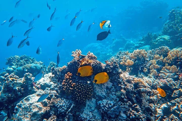 Tahiti Snorkeling Immersion: Guided Reef Tour from Papeete photo 4