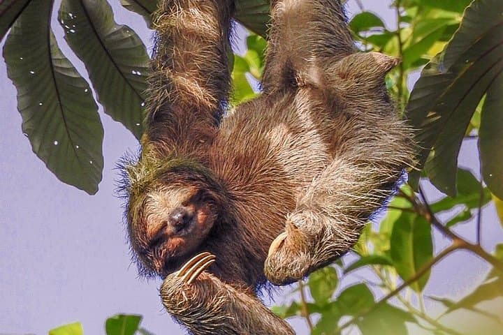 Arenal Sloth & Wildlife Nature Walk: Guided Safari Near La Fortuna photo 2