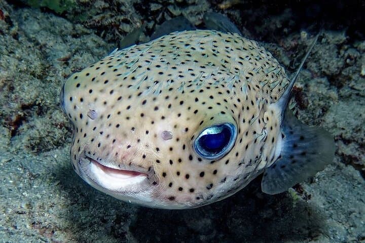 Tahiti Snorkeling Immersion: Guided Reef Tour from Papeete photo 6