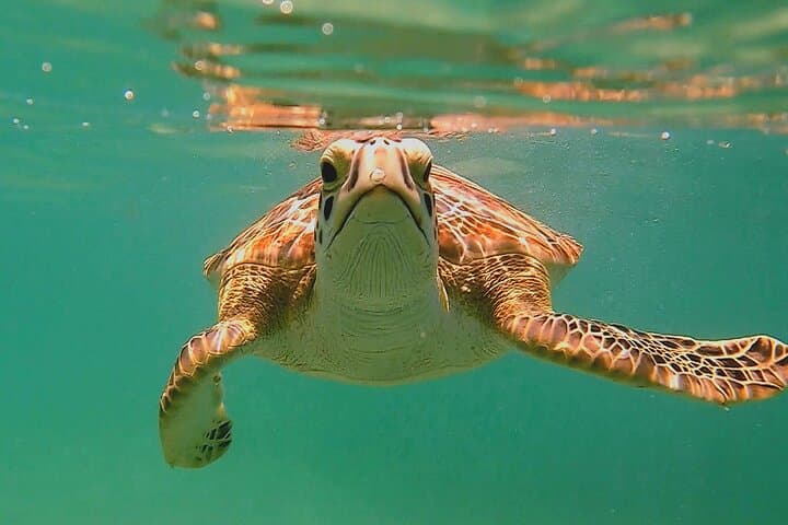 Akumal Bay Turtle Snorkel + GoPro Photo Session photo 2