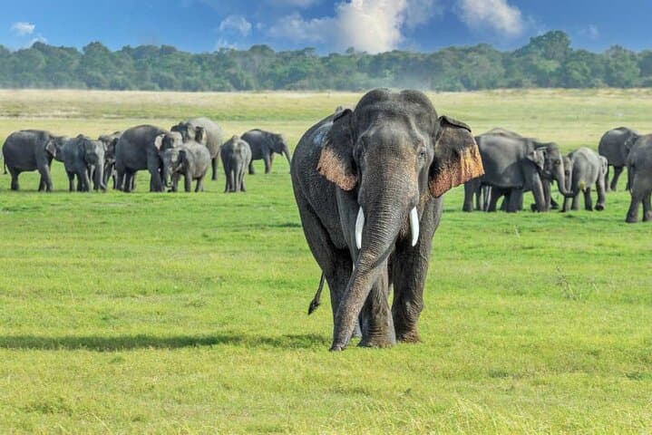 4-day-sri-lanka-sigiriya-kandy-nuwara-eliya-ella-udawalawe-tour photo 3