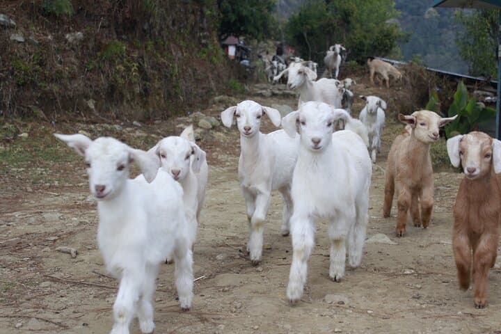 Australian Camp Hike & Seti River Rafting: 2-Day Trek from Pokhara photo 4