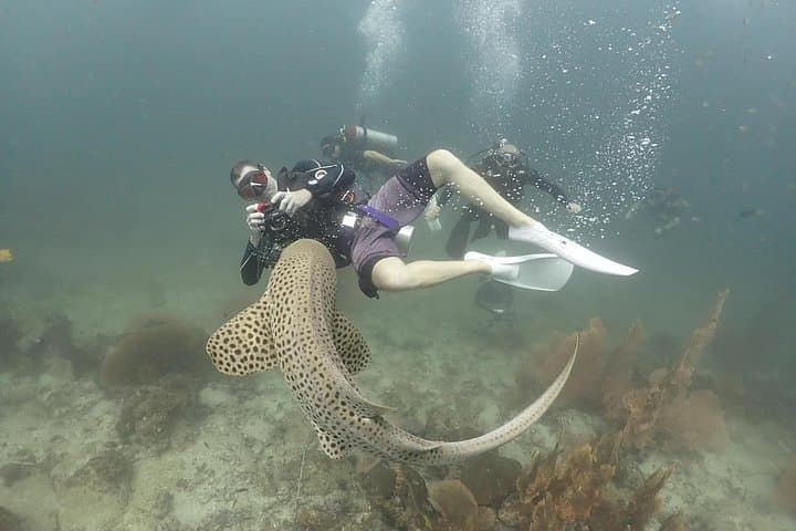 Phuket Scuba Diving Adventure to the Racha Islands with Hotel Transfer photo 5
