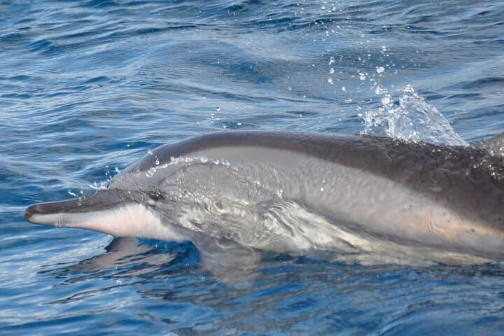 Mauritius Dolphin Encounter — Full-Day Dolphin Swim, Île aux Bénitiers & BBQ