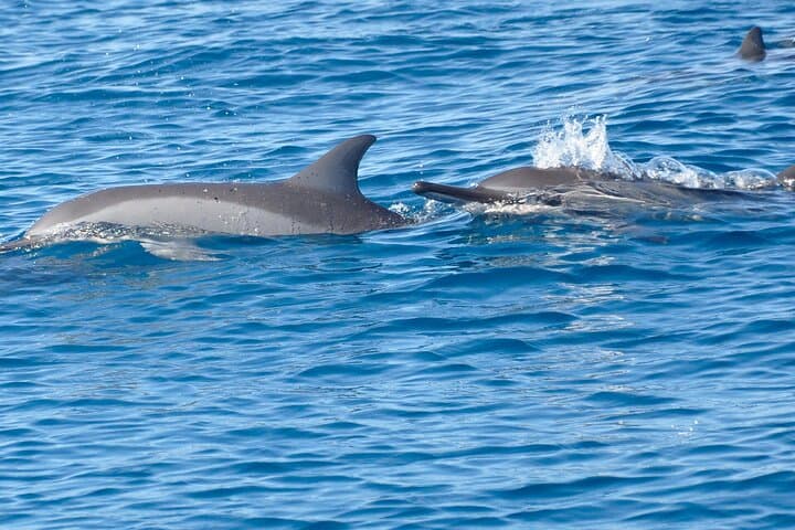 Mauritius Dolphin Encounter — Full-Day Dolphin Swim, Île aux Bénitiers & BBQ photo 2