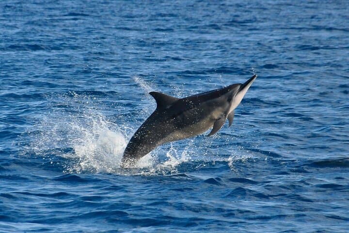 Mauritius Dolphin Encounter — Full-Day Dolphin Swim, Île aux Bénitiers & BBQ photo 3