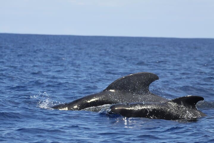 Mauritius Dolphin Encounter — Full-Day Dolphin Swim, Île aux Bénitiers & BBQ photo 6