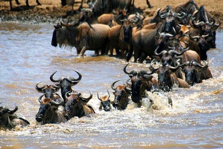 5-Day Maasai Mara & Lake Nakuru Lodge Safari — Big Five, Wildebeest Migration & Flamingos photo 5