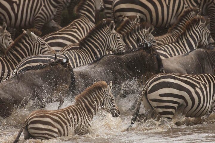 Masai Mara 4-Day Wildebeest Migration Safari by 4x4 Land Cruiser photo 5