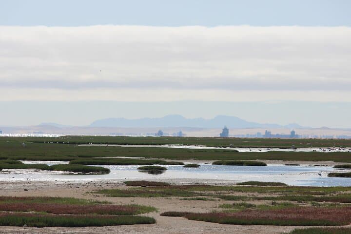 Pelican Point Guided Walk: Walvis Bay Coastal Hike to Seal Colonies photo 3