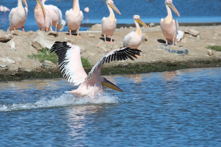 Pelican Point Guided Walk: Walvis Bay Coastal Hike to Seal Colonies photo 5