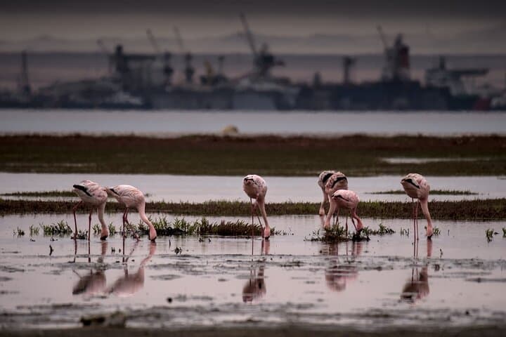 Pelican Point Guided Walk: Walvis Bay Coastal Hike to Seal Colonies photo 6