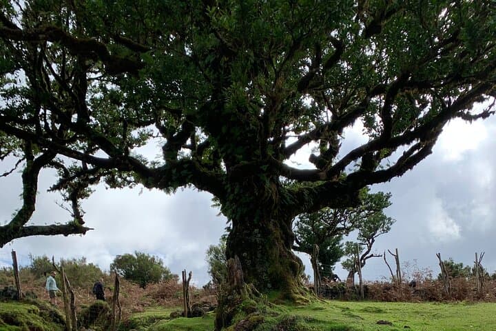 Madeira West Explorer: Fanal Forest, Porto Moniz Lava Pools & Ponta do Pargo photo 6