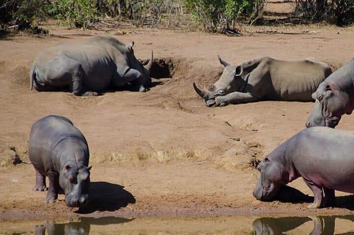 Full-Day Mkhaya Rhino Safari & Manzini Market Experience photo 5