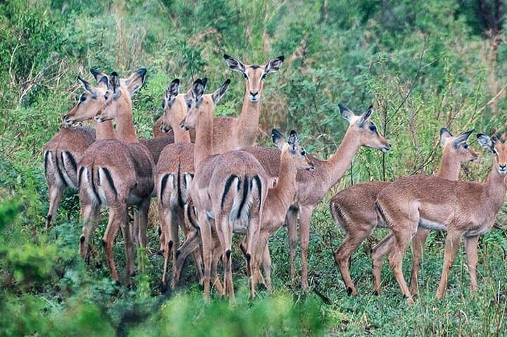 Full-Day Mkhaya Rhino Safari & Manzini Market Experience photo 6