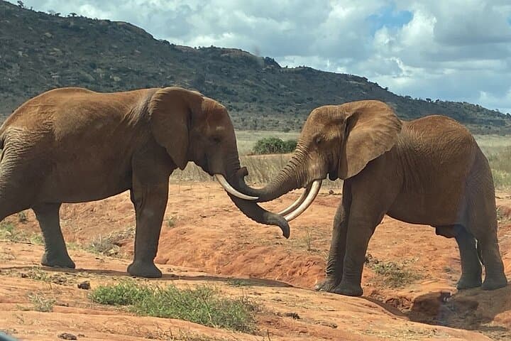 Tsavo East Day Safari from Mombasa: Big Game in a Single Day photo 3