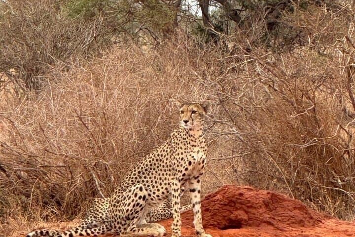 Tsavo East Day Safari from Mombasa: Big Game in a Single Day photo 4