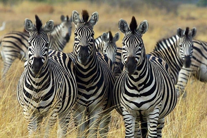 Sunset Big 5 Safari at Aquila — Cape Town Safari with Wine Tasting photo 4