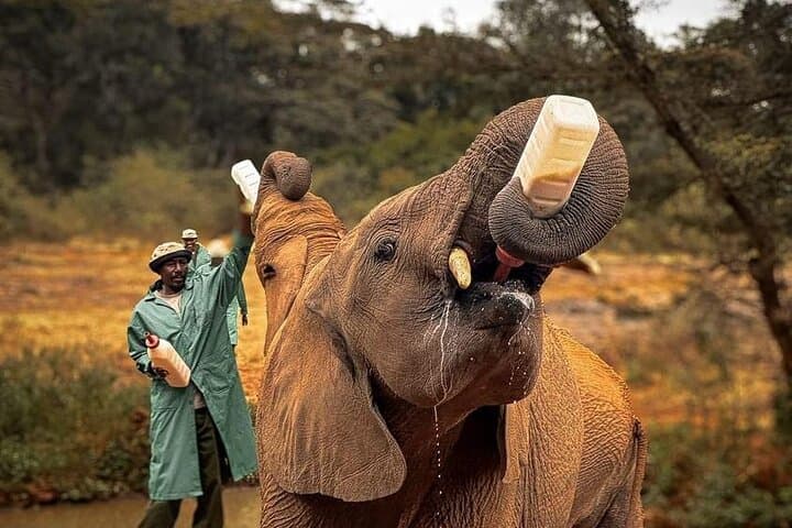 Nairobi Giraffe Centre & David Sheldrick Elephant Orphanage Day Visit